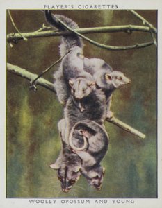 Dzieci z zoo: Woolly Opossum i Young (zdjęcie) autorstwa English Photographer