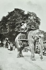 Ogrody Zoologiczne, Regents Park: przejażdżki na słoniach, Londyn, ok. 1895 r. autorstwa English Photographer