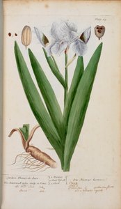 (Ogród) Kwiat-de-Luce. Irys z „Ciekawego ziela...” Elizabeth Blackwell autorstwa English School