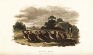 XVIII-wieczny Anglik prowadzący stado oswojonych kuropatw z Sussex do Londynu na zakład autorstwa English School