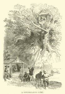 Lama kontemplacyjny autorstwa English School