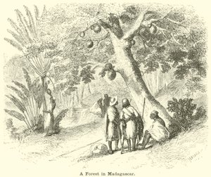 Las na Madagaskarze autorstwa English School