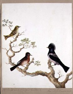 Strzyżyk złotoczuby, pokrzewka Dartford i drozd różany lub ouzel, 1824 (wc na papierze) autorstwa English School