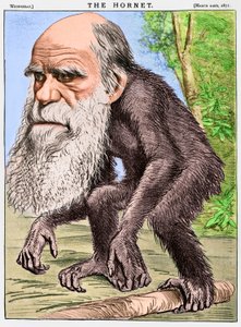 "Czcigodny Orang-outang", karykatura Karola Darwina jako małpy autorstwa English School
