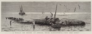 Wieloryb na brzegu w Edkou, niedaleko Aleksandrii, „Off She idzie” (rycina) autorstwa English School