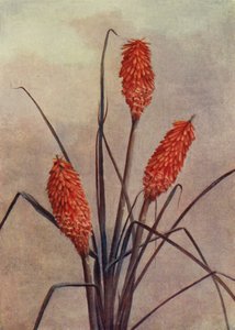 Wspaniały kwiat pochodni, Kniphofia Corallina Superba (kolorowa litografia) autorstwa English School