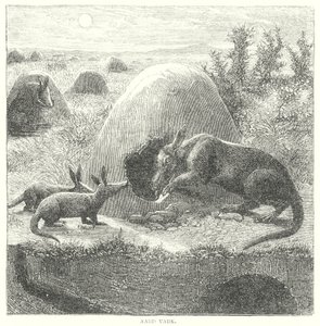 Aardvark (grawerunek) autorstwa English School