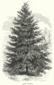Abies Pinsapo (grawerowanie) autorstwa English School