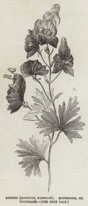 Tojad (Aconitum Napellus), Tojad zwyczajny lub Wolfsbane (rycina) autorstwa English School