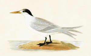 Rybitwa sprzymierzona, ilustracja z „Historii ptaków Europy nieobserwowanych na wyspach brytyjskich” Charlesa Roberta Bree (1811-86), opublikowana w 1867 r.