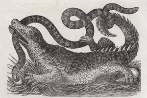Aligator (grawerunek) autorstwa English School