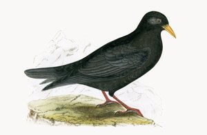 Alpine Chough, ilustracja z "A History of the Birds of Europe Not Observed in the British Isles" autorstwa Charlesa Roberta Bree (1811-86), opublikowana w 1867 r. autorstwa English School