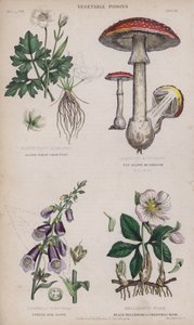 Biała alpejska kurza łapa; mucha brązowy grzyb; Rękawica z fioletowego lisa; Black Hellebore lub Christmas Rose (kolorowy grawerunek) autorstwa English School