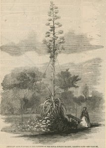 Amerykański aloes w rozkwicie autorstwa English School