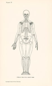Anatomia: Szkielet kobiety, widok z przodu (litografia) autorstwa English School