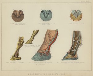 Anatomia, końska stopa (kolor lito) autorstwa English School
