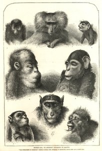 Pochodzenie według Darwina autorstwa English School