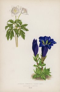 Zawilec drzewny jest w pełni kwitnący; Gentiana Acaulis (kolor lito) autorstwa English School