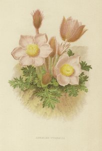 Anemone vernalis autorstwa English School