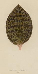 Anoectochilus Lowii autorstwa English School