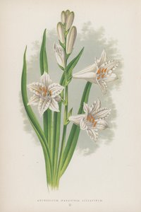 Anthericum, Paradisia Liliastrum (kolorowa litografia) autorstwa English School
