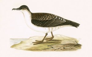 Burzyk arktyczny cinereous, ilustracja z „Historii ptaków Europy nieobserwowanej na wyspach brytyjskich” Charlesa Roberta Bree (1811-86), opublikowana w 1867 (kolor lito)