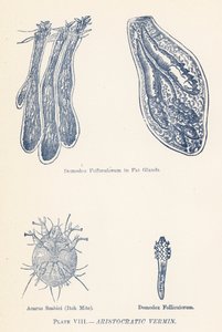 Arystokratyczne robactwo (kolorowa litografia) autorstwa English School