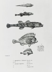 Aspidophorus Chiloensis and Agriopus Hispidus, płyta 7 z 