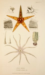 Asterias aurantiaca i Comatula carinata, wyd. 1833 Grawerowanie ręcznie kolorowane. autorstwa English School