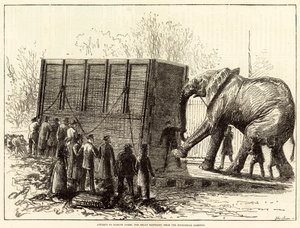Próba usunięcia wielkiego słonia Jumbo z Ogrodu Zoologicznego (rycina) autorstwa English School