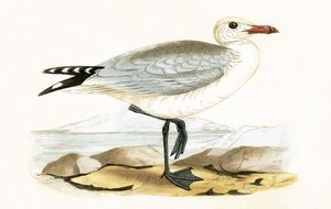 Mewa Audouina, ilustracja z „Historii ptaków Europy nieobserwowanych na wyspach brytyjskich” Charlesa Roberta Bree (1811-86), opublikowana w 1867 r.
