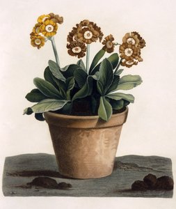 Auricula w doniczce, c.1840s (ręcznie grawerowanie) autorstwa English School