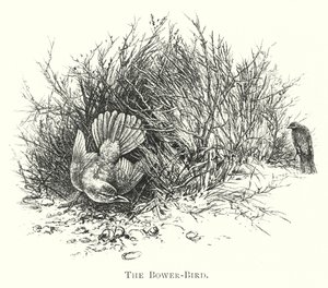 Australia: The Bower-Bird (rycina) autorstwa English School