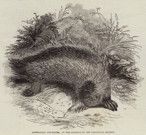 Australijski mrówkożerca, w Ogrodach Towarzystwa Zoologicznego (rycina) autorstwa English School