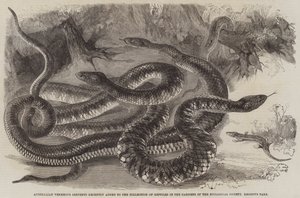 Australijskie węże jadowite niedawno dodane do kolekcji gadów w ogrodach Towarzystwa Zoologicznego w Regent