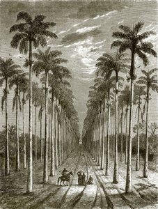 Aleja palm, prowadząca do rezydencji na Kubie autorstwa English School