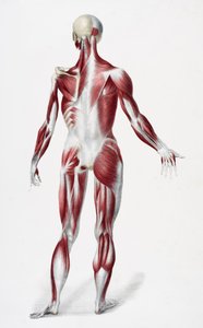 Tył męskiego ludzkiego ciała ukazujący ścięgna i kości mięśni, z The Vessels of the Human Body, pod redakcją Jones Quain i Williama Wilsona, opublikowanym przez Taylora i Watsona, Londyn w 1837 r. (kolor litho autorstwa English School