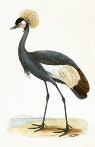 Balearic Crane, ilustracja z „Historii ptaków Europy nieobserwowanych na wyspach brytyjskich” Charlesa Roberta Bree (1811-86), opublikowana w 1867 r. autorstwa English School