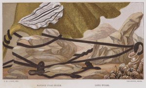 Płaskonos pasmowy, robak podłużny (litografia kolorowa) autorstwa English School