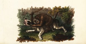 Bitwa między buldogiem a Jackiem, małpą angalską, w Worcester w Anglii autorstwa English School