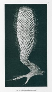 Piękno natury: Euplectella Suberea (litho) autorstwa English School