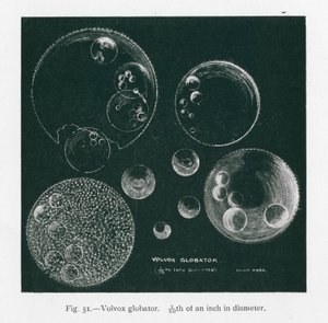 Piękno natury: Volvox Globator (litho) autorstwa English School
