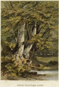 buki, w pobliżu Selborne, Hampshire autorstwa English School