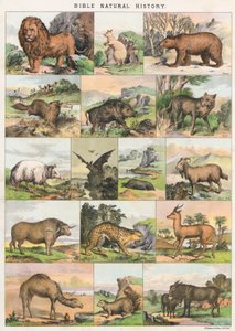 Biblijna historia naturalna autorstwa English School