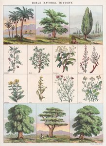 Biblijna historia naturalna autorstwa English School