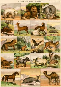 Biblijna historia naturalna autorstwa English School