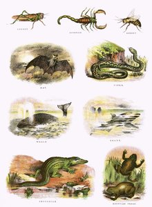 Biblijna historia naturalna autorstwa English School