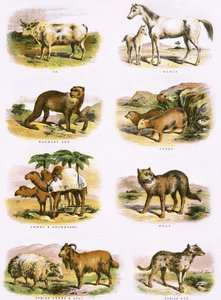 Biblijna historia naturalna autorstwa English School