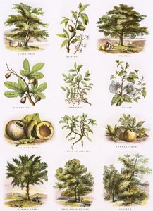Biblijna historia naturalna autorstwa English School