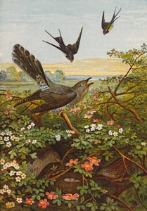 Ptaki (litografia kolorowa) autorstwa English School
